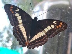Adelpha alala