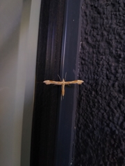 Gillmeria pallidactyla