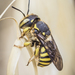 Florentine Woolcarder Bee - Photo (c) Juanvi, some rights reserved (CC BY-NC), uploaded by Juanvi