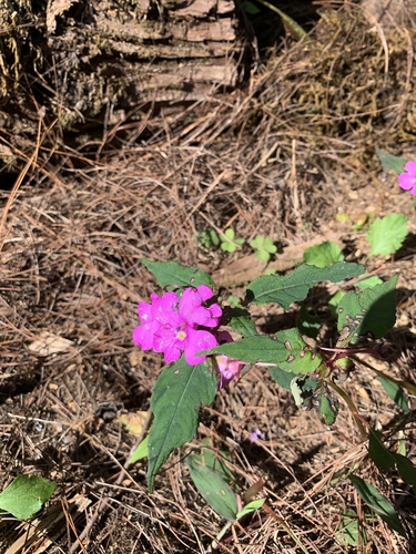 Impatiens violiflora, photograph 1