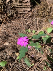 Impatiens violiflora, photograph 呂一起(Lyu yi-chi), CC BY, iNaturalist via GBIF