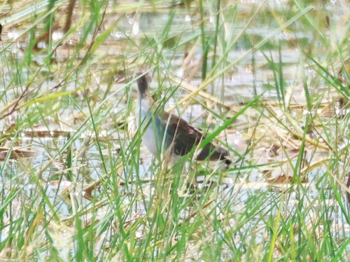 Azure Gallinule (Porphyrio flavirostris), photo 7