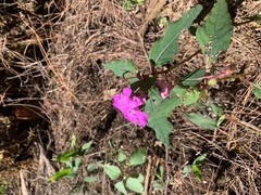 Impatiens violiflora, photograph 呂一起(Lyu yi-chi), CC BY, iNaturalist via GBIF