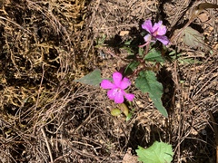 Impatiens violiflora, photograph 呂一起(Lyu yi-chi), CC BY, iNaturalist via GBIF