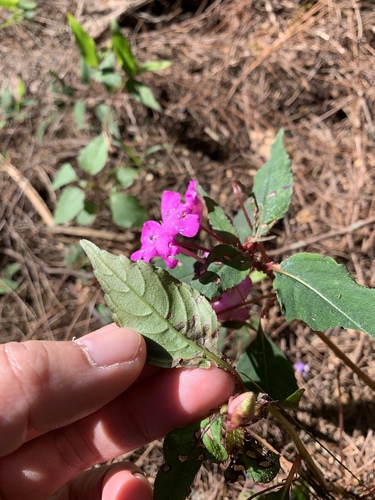 Impatiens violiflora, photograph 5