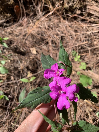Impatiens violiflora