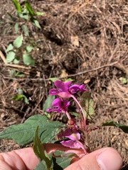 Impatiens violiflora, photograph 呂一起(Lyu yi-chi), CC BY, iNaturalist via GBIF
