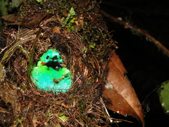 Chlorochrysa calliparaea