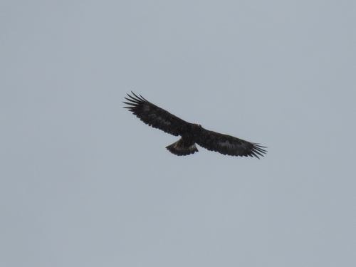 Golden Eagle