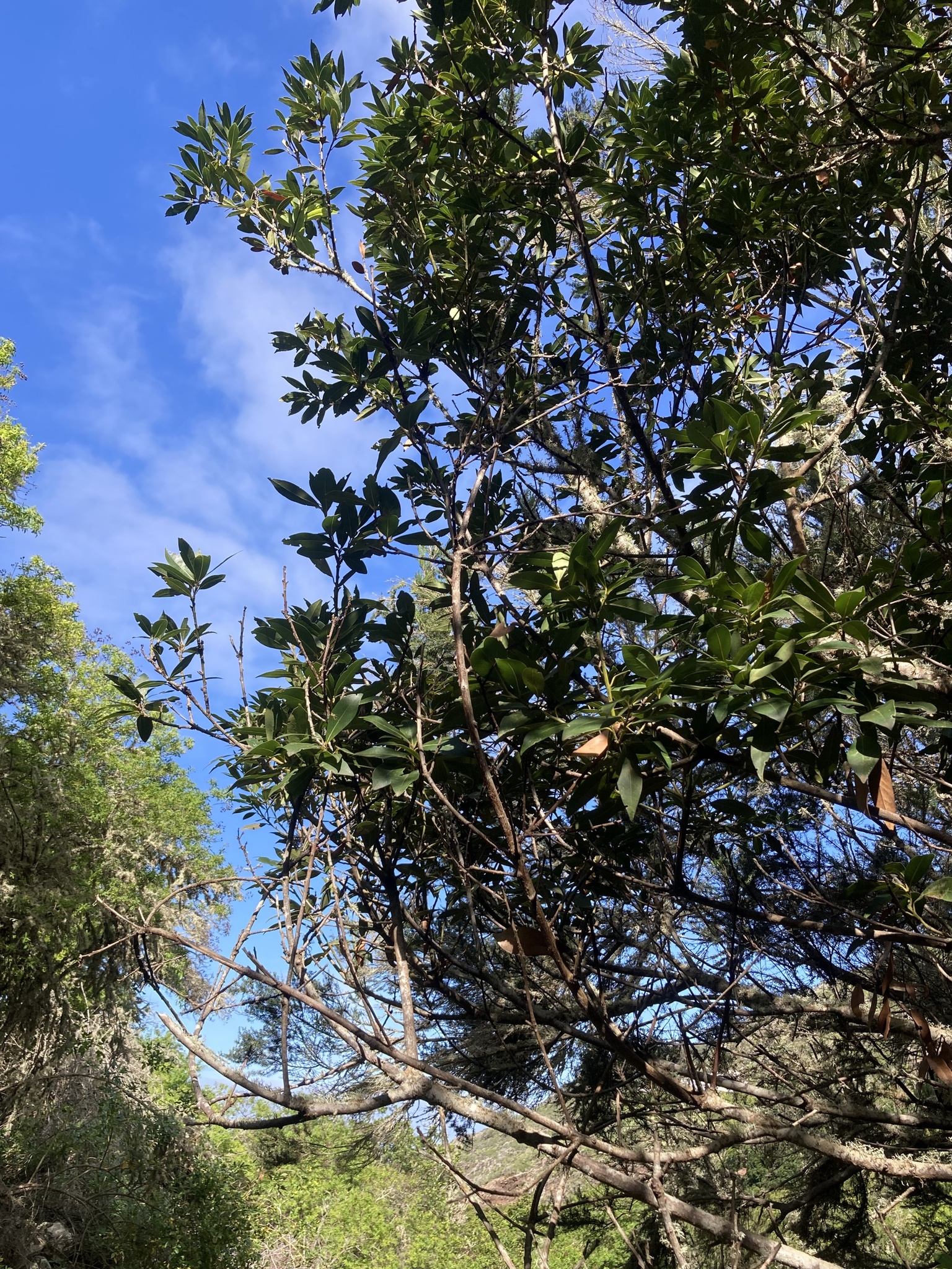 Laurus novocanariensis