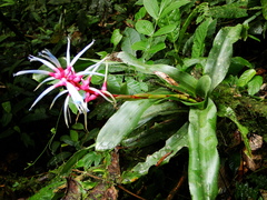 Aechmea drakeana