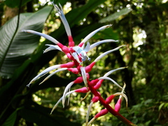 Aechmea drakeana