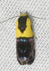 Rectiostoma xanthobasis