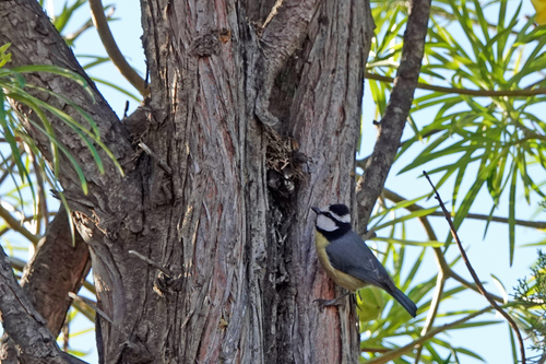 Herrerillo canario (Cyanistes teneriffae)