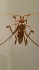 Eburia quadrigeminata