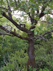 Quercus pubescens subpyrenaica
