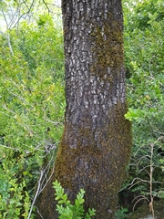 Quercus pubescens subpyrenaica