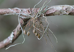 Dendrophylax porrectus