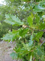 Quercus pubescens subpyrenaica