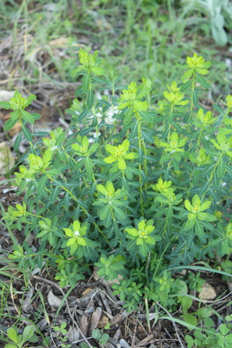 Image of Euphorbia hierosolymitana by (c) yelena_antipova, some rights reserved (CC BY)