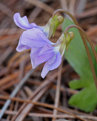 Viola palmata