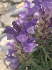 Scutellaria alpina