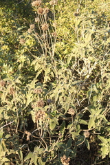(c) yelena_antipova, some rights reserved (CC BY) Phlomis viscosa, photograph (c) yelena_antipova, some rights reserved (CC BY)