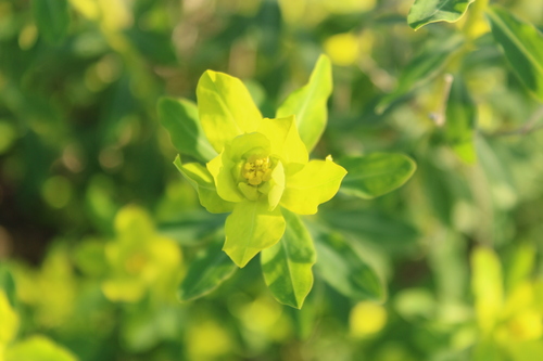 Image of Euphorbia hierosolymitana by (c) yelena_antipova, some rights reserved (CC BY)