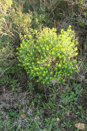 Euphorbia hierosolymitana, photograph 6