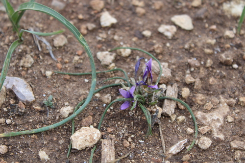Image of Romulea tempskyana by (c) yelena_antipova, some rights reserved (CC BY)