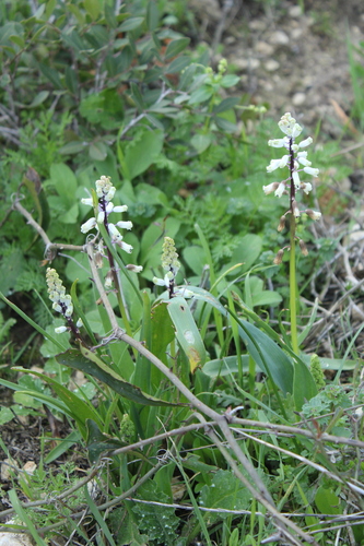 Bellevalia flexuosa, photograph 6