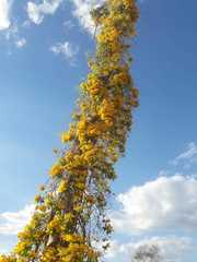 Dolichandra quadrivalvis