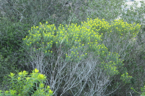 Euphorbia hierosolymitana, photograph 4