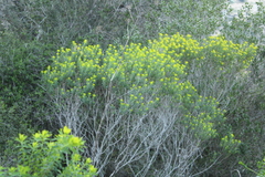 Euphorbia hierosolymitana, photograph (c) yelena_antipova, some rights reserved (CC BY)