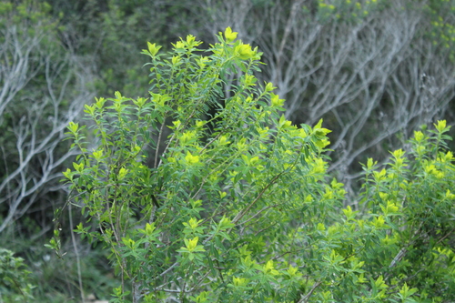 Image of Euphorbia hierosolymitana by (c) yelena_antipova, some rights reserved (CC BY)