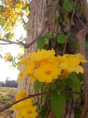 Dolichandra quadrivalvis