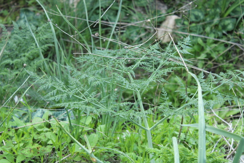 Ferula tingitana, photograph 3