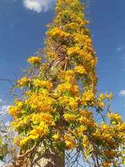 Dolichandra quadrivalvis