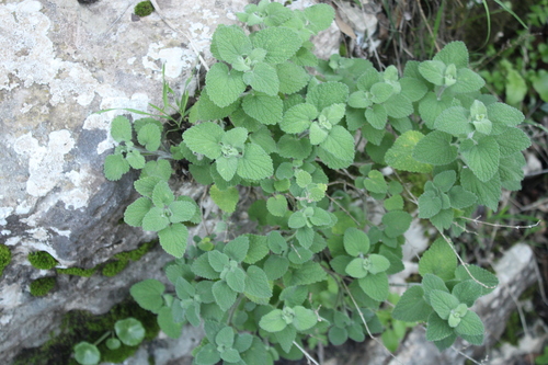 Ballota saxatilis (Ballota saxatilis)