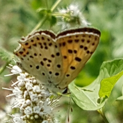 Lycaena bleusei