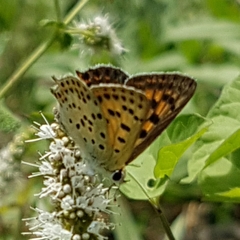 Lycaena bleusei