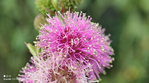 Image of Mimosa diplotricha by (c) Thomaz Ricardo Favreto Sinani, some rights reserved (CC BY)