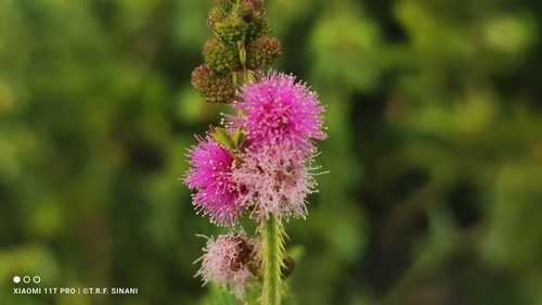 Image of Mimosa diplotricha by (c) Thomaz Ricardo Favreto Sinani, some rights reserved (CC BY)