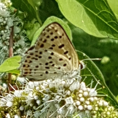 Lycaena bleusei