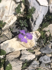 Viola cenisia