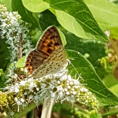 Lycaena bleusei