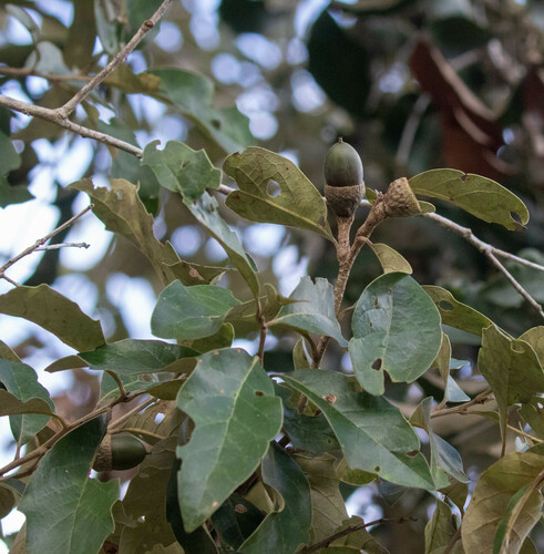 Quercus oleoides (Quercus oleoides)