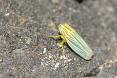 Plesiommata mollicula