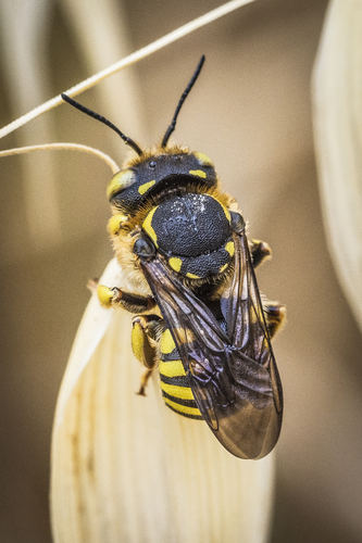 Florentine Woolcarder Bee, photo 2 of 8