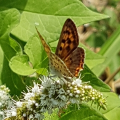 Lycaena bleusei